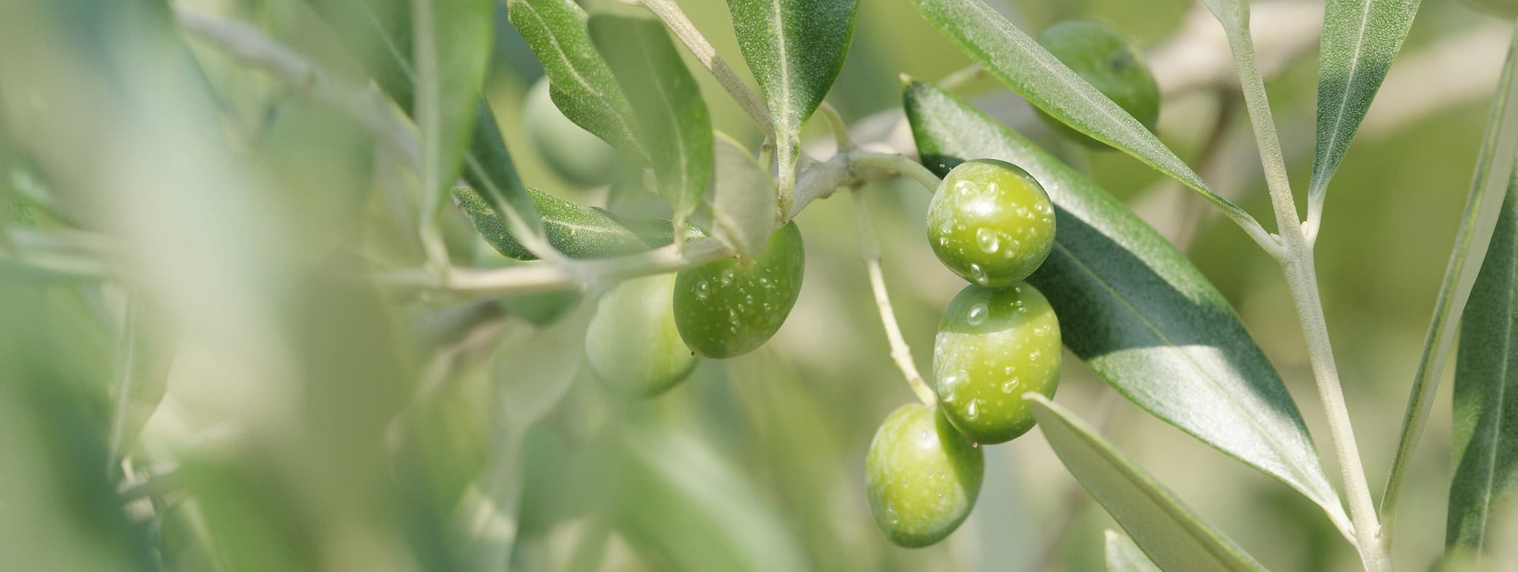 Nueva cosecha 2021 aceite de oliva extremadura